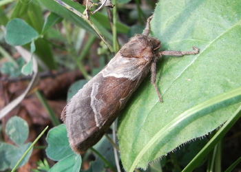 Ampfer - Wurzelbohrer (Triodia sylvina) - © Rupert Fauster